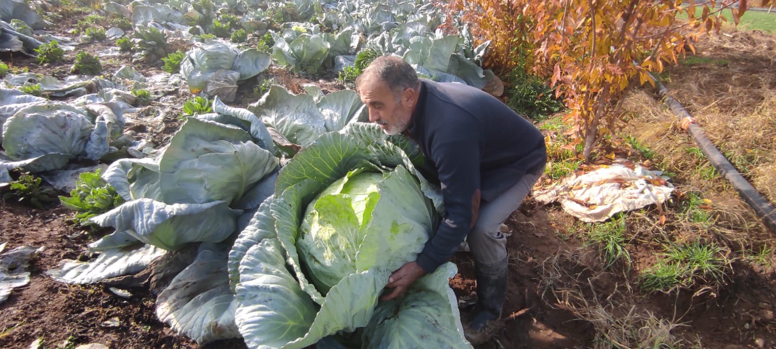 50 Kiloluk Lahana Yetiştirip Yurt Dışına Satıyor