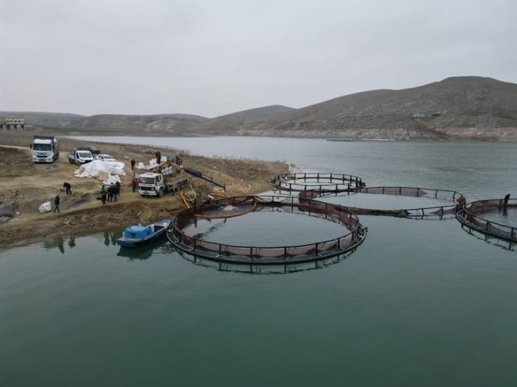 75 Günde Tük Somonu Üretildi