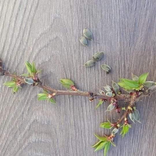 Ağbaba," Ekonomik Felakete Tabii Felaket Eklendi"