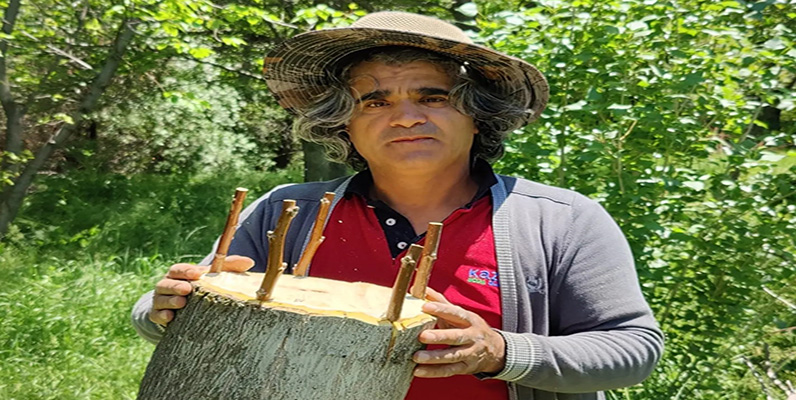 Aşılarla Ceviz Ağaçlarının Verim ve Kalitesi Artırılıyor