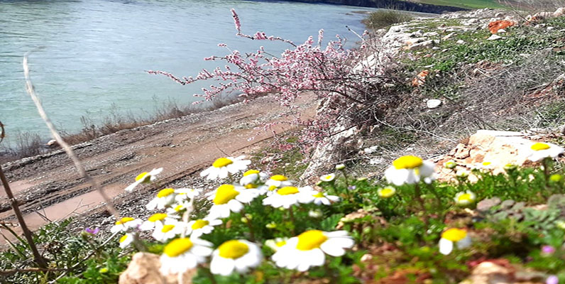 Baharın habercisi çiçekler açtı