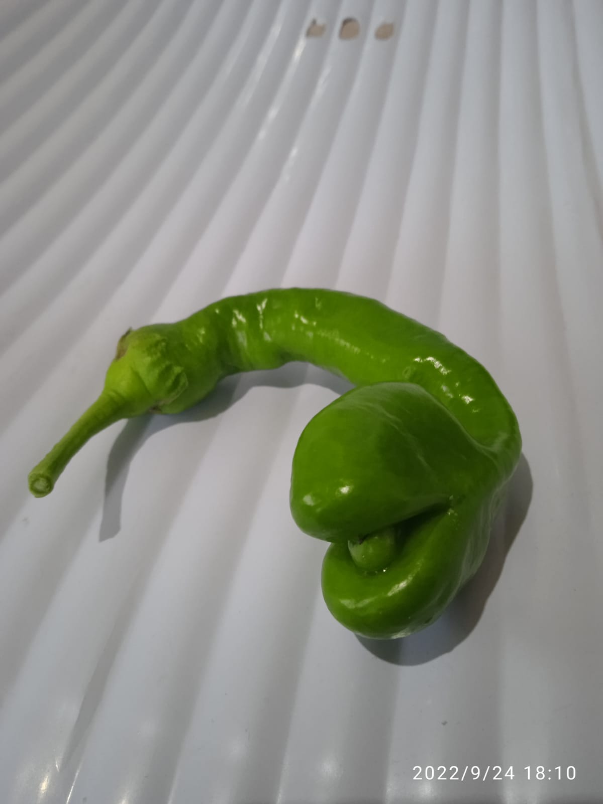 Bu Biberi Gören Gözlerine İnanamadı