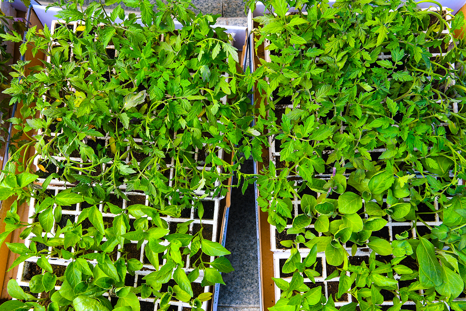 Büyükşehir Belediyesi Üreticilere Sıvat Ve Sebze Fidesi Dağıttı