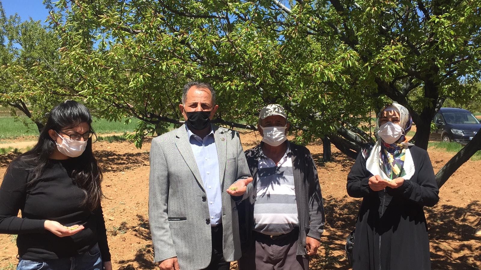 Darende’de çiftçilerin don mağduriyeti