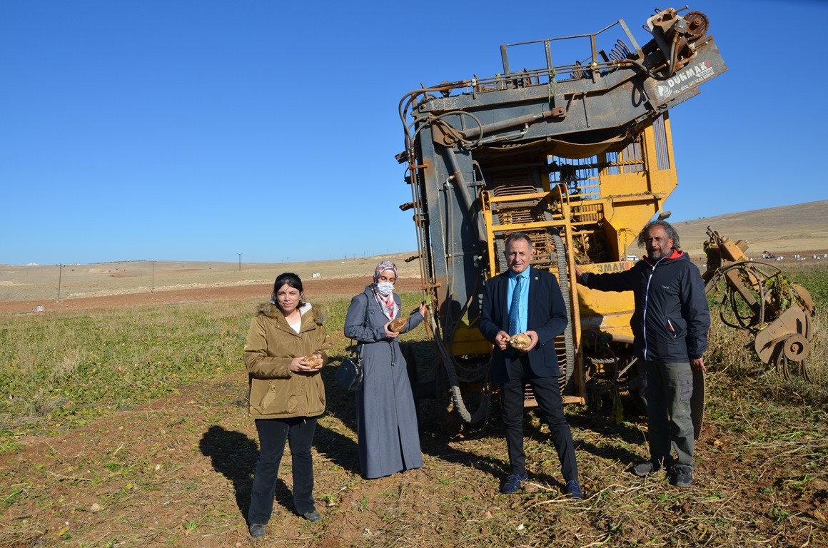 Darende’de Pancar Hasadı Devam Ediyor