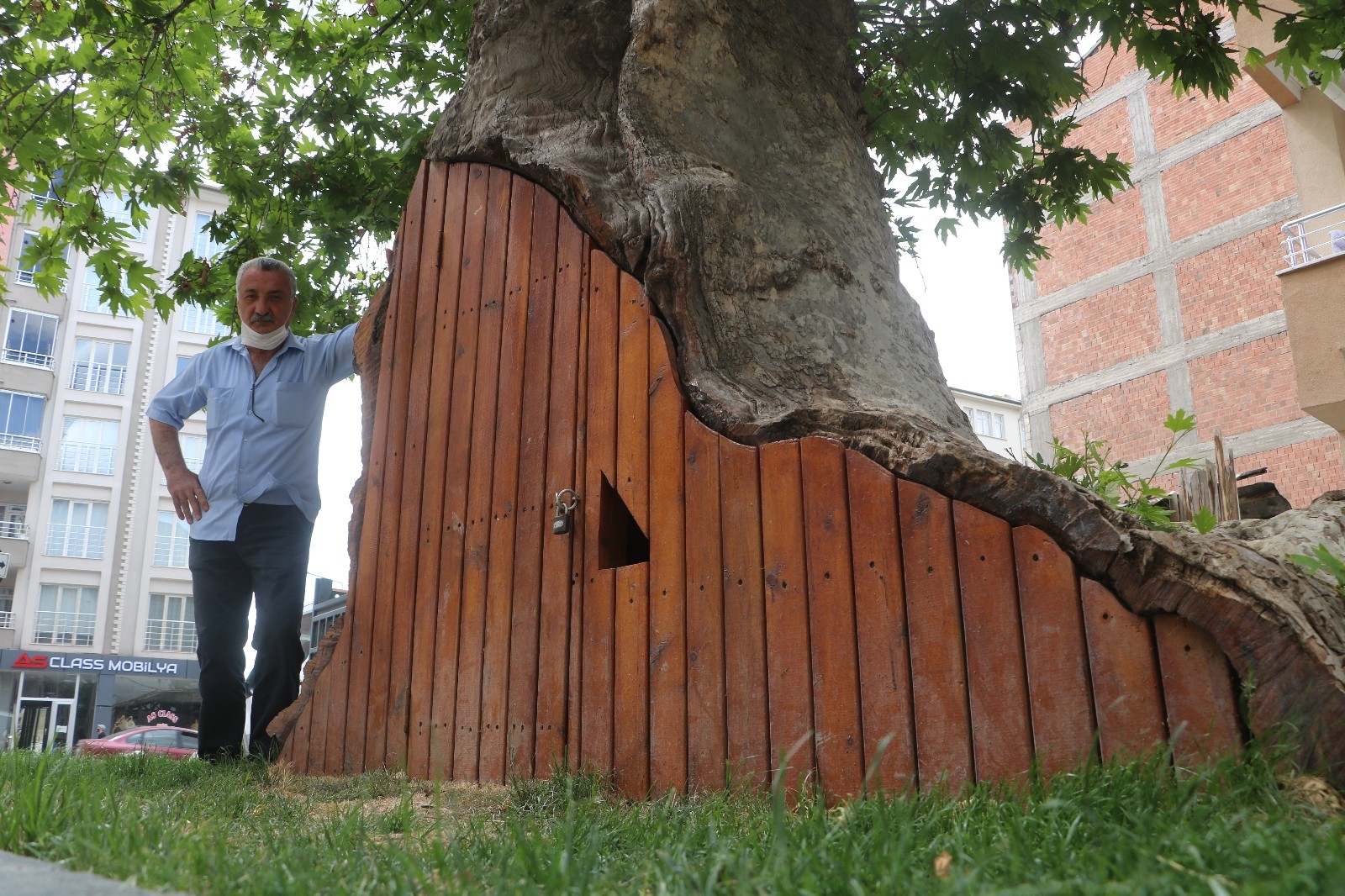 Dev çınar ahşap kapı ile korunuyor