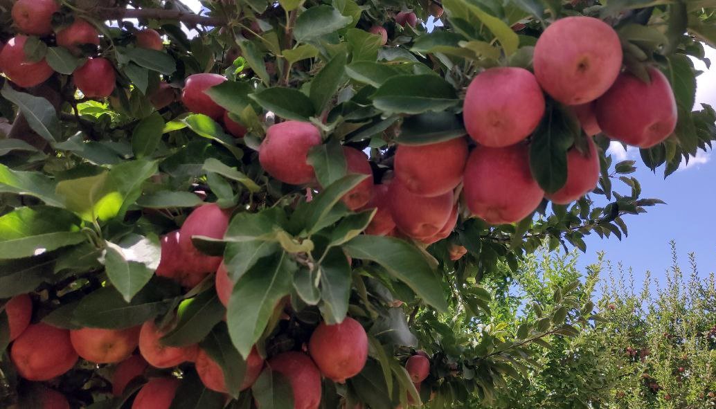 Doğanşehir elmasında hasat zamanı