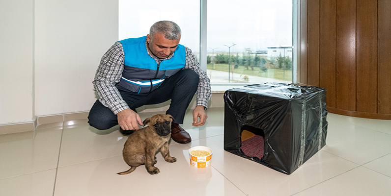Donmak üzere olan yavru köpeği MASKİ personelleri kurtardı