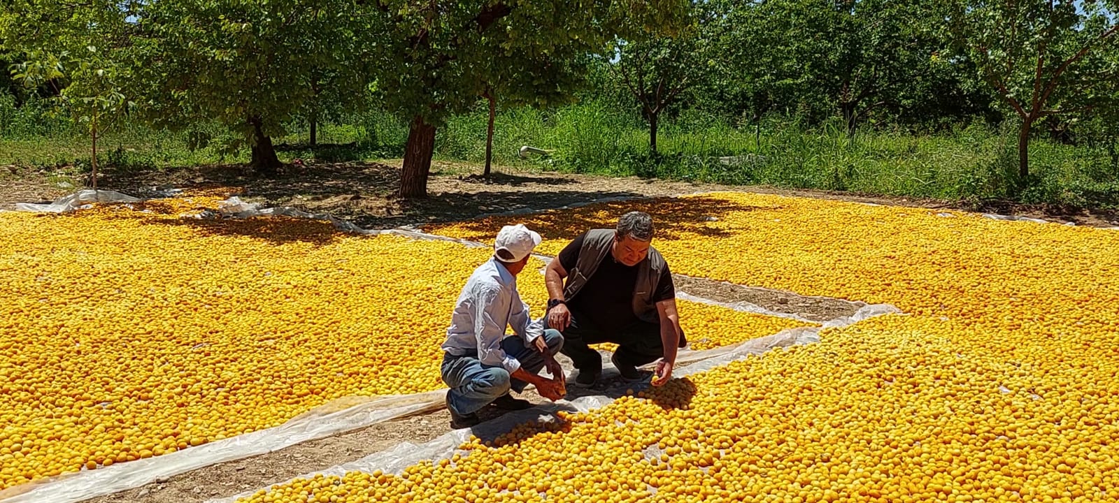 Fendoğlu Kayısı Üreticilerini Unutmadı