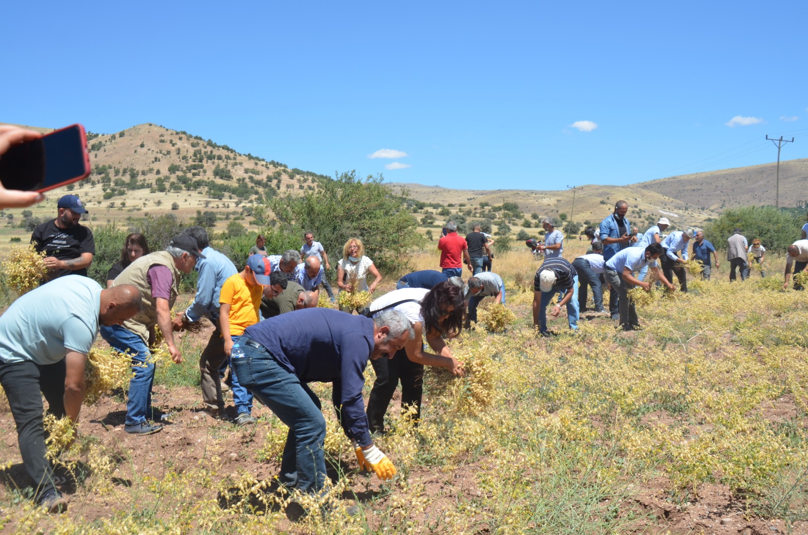 HAS-DER'in Tarlada Nohut Hasadı Etkinliği Başladı