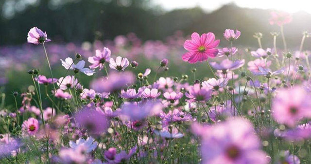 İlk Cemre bugün havaya düşüyor