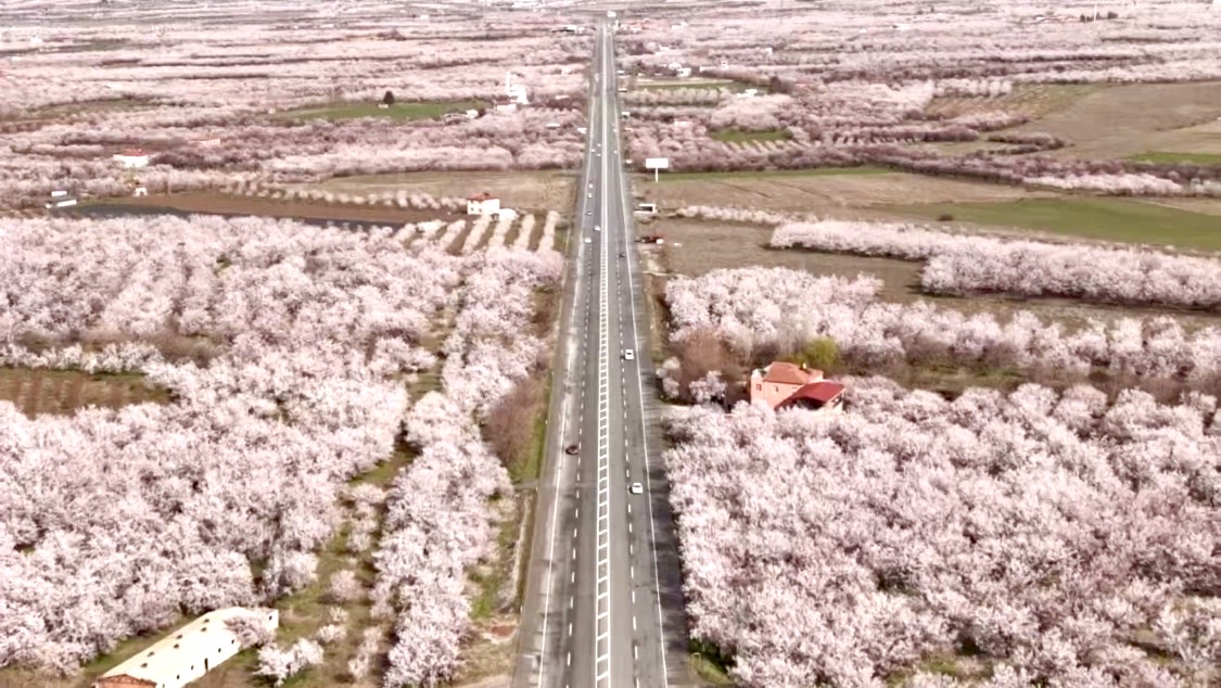 Kale’de Kayısı Ağaçları Çiçek Açtı, Umutlar Yeniden Yeşerdi