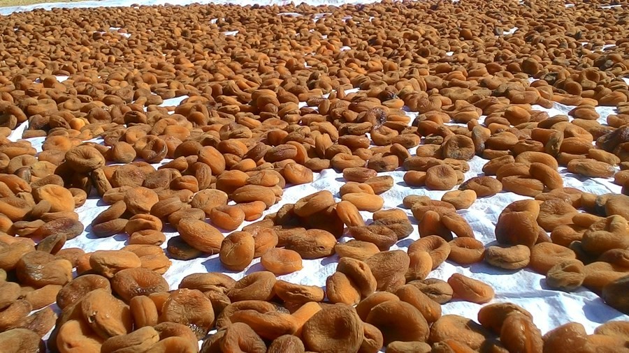 Kayısı’dan yüzde 55 daha fazla döviz