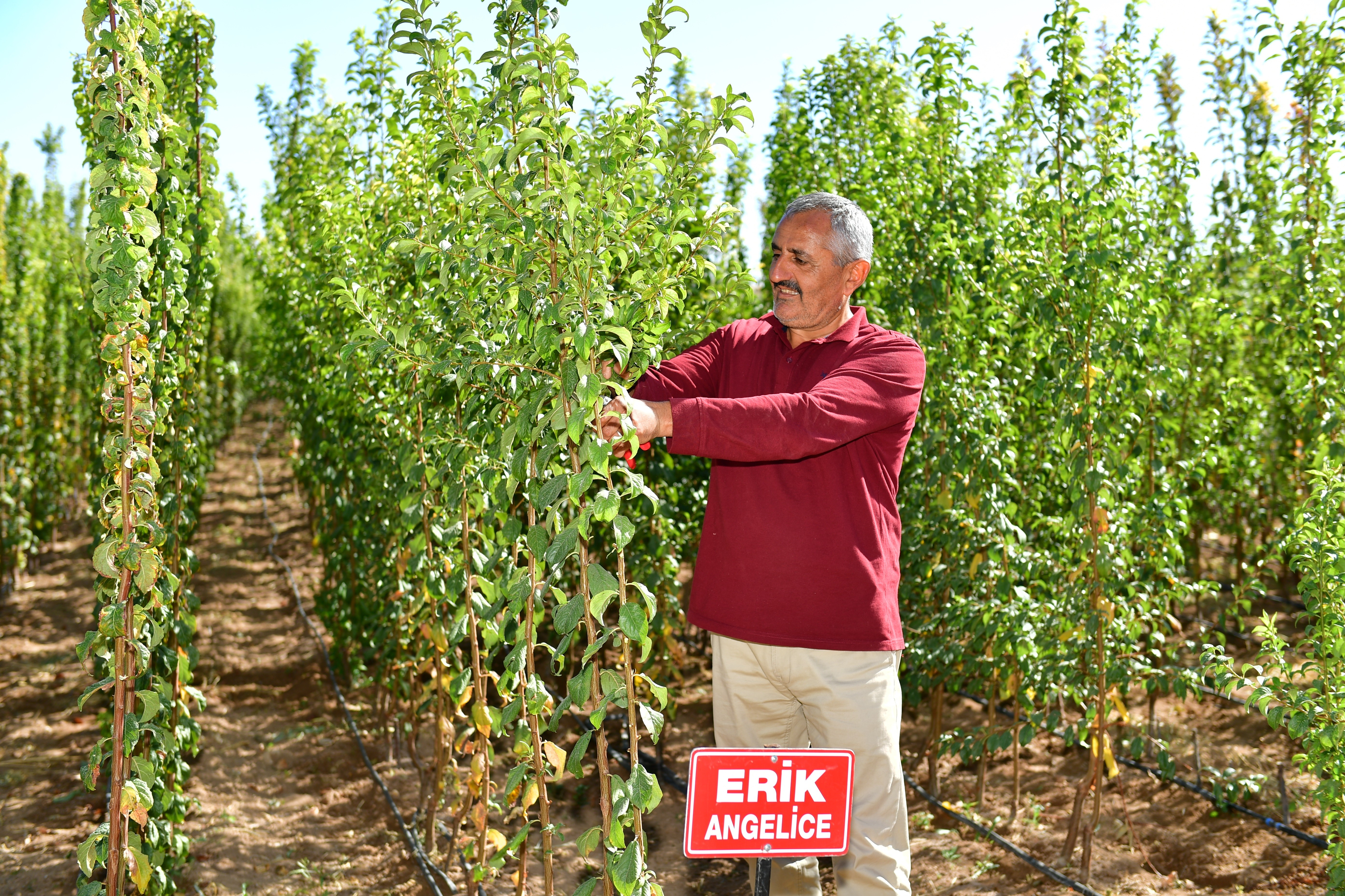 Kayısı Fiyatı Kayısı Fidanına Olan Talebi de Etkiledi