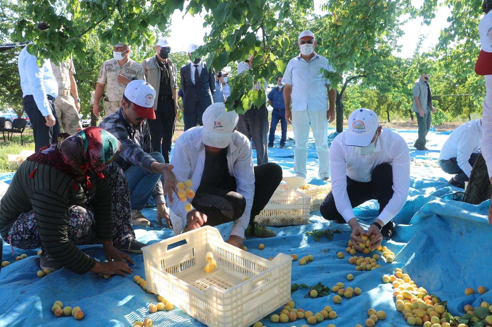 Kayısı hasadı başladı