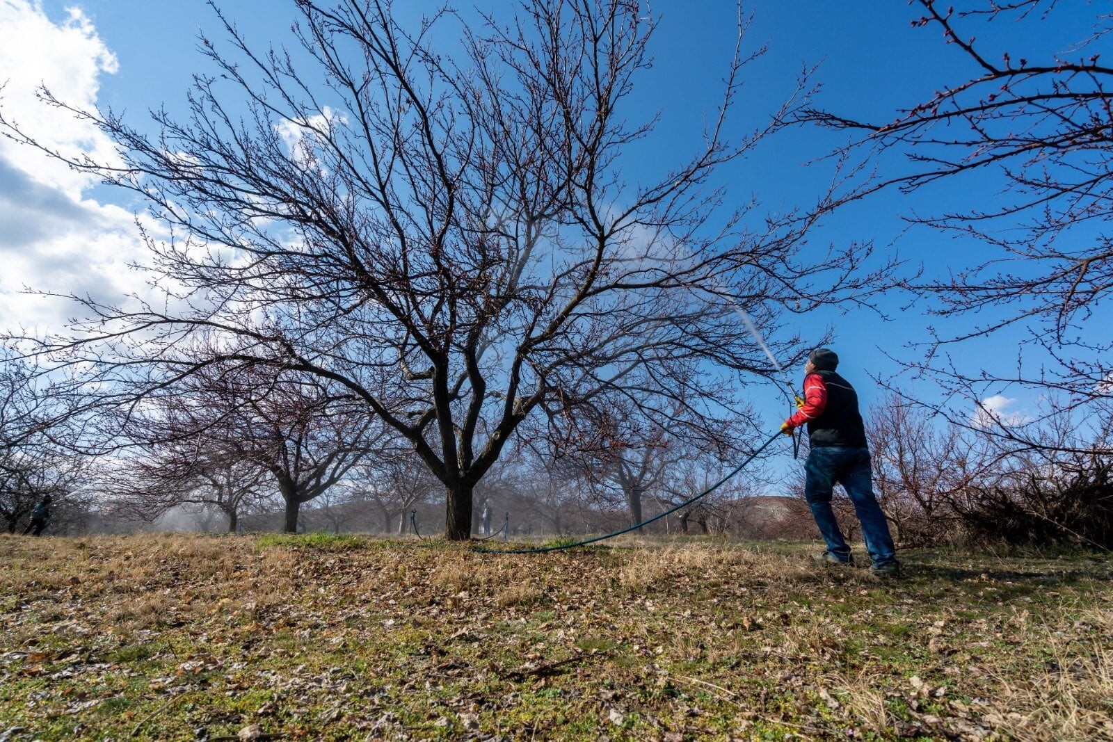 Kayısıda kabuklu bit tehlikesi