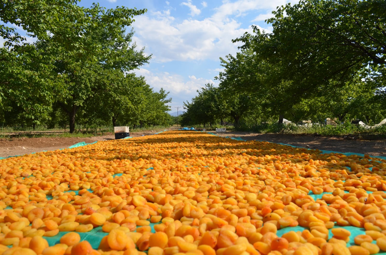 Kayısıda patik dönemi başladı