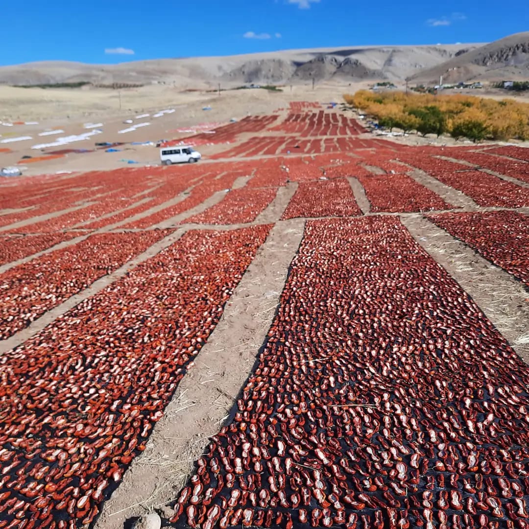 KAYNARCA KIRMIZIYA BÜRÜNDÜ