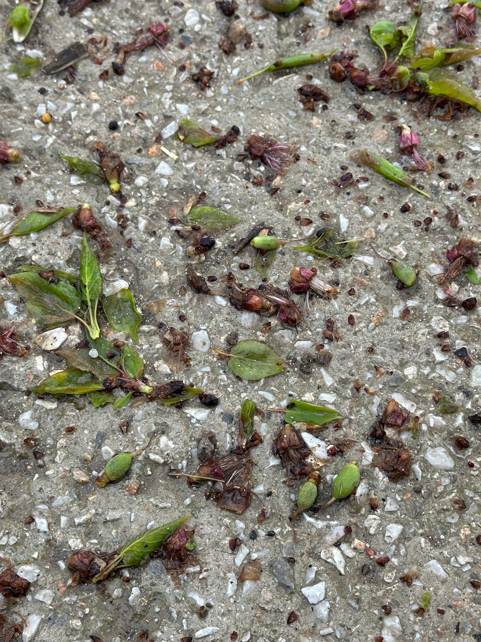 Keskin’den Milletvekillerine Çağrı, “KAYISI ÜRETİCİSİNE SAHİP ÇIKIN”