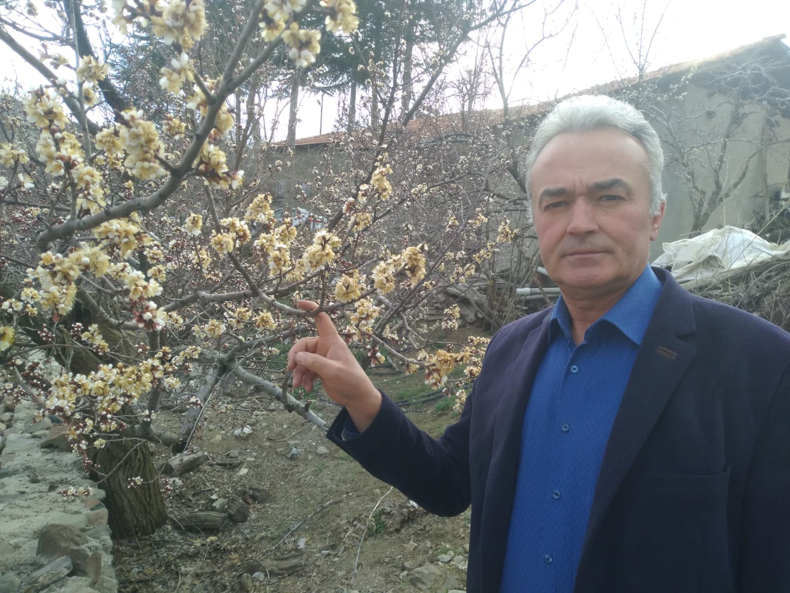 Kuluncak'da Kayısıyı Don Vurdu