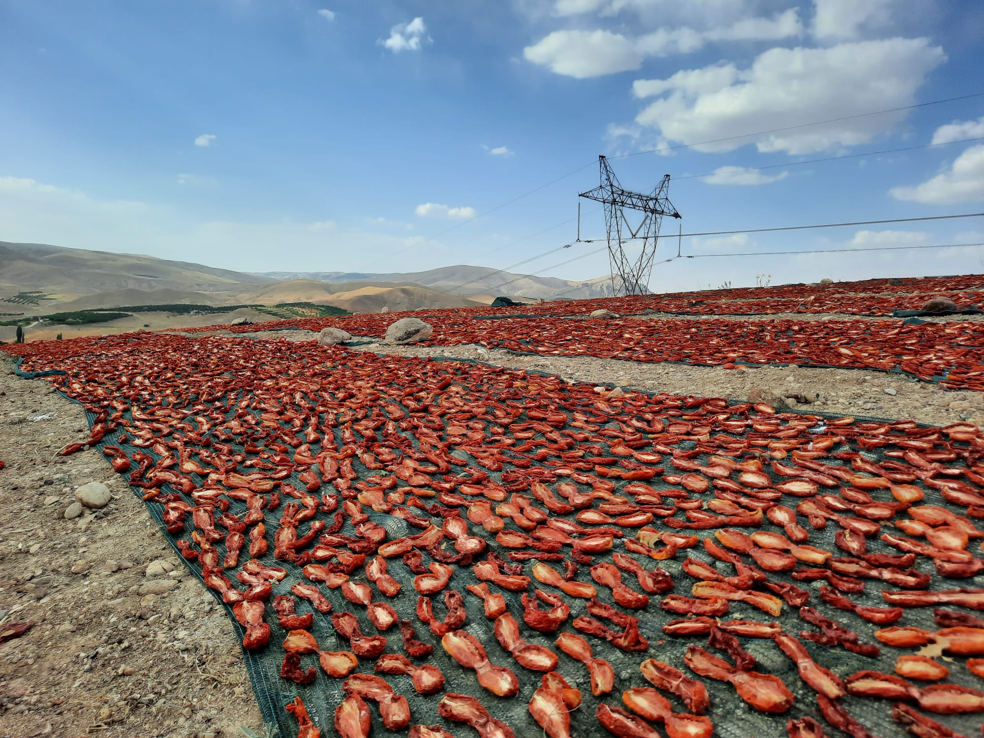Kuluncak'ta Kuru Domates Hasadı Gecikmeli Başladı