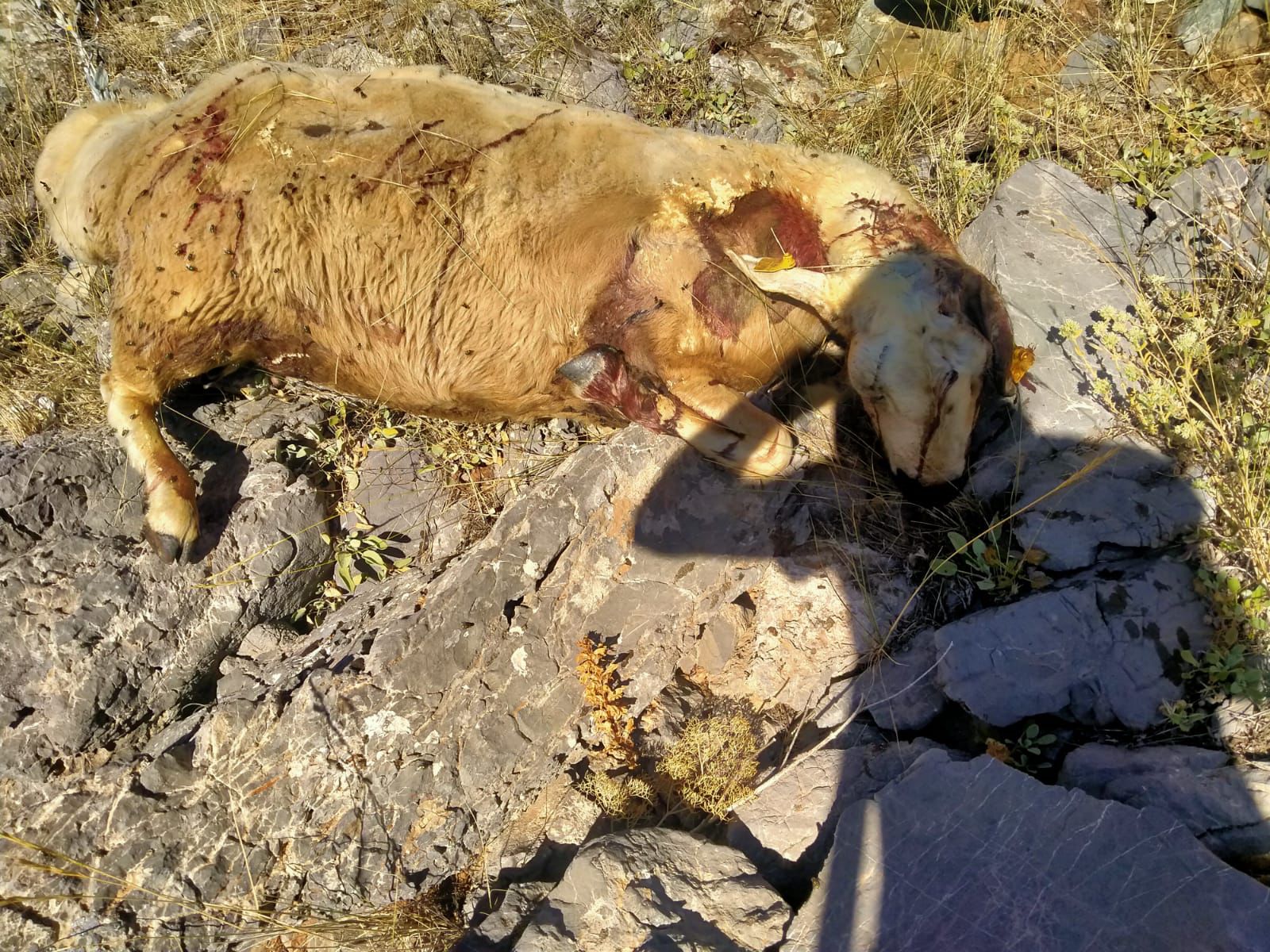 Kurtlar Koyun Sürüsüne Saldırdı