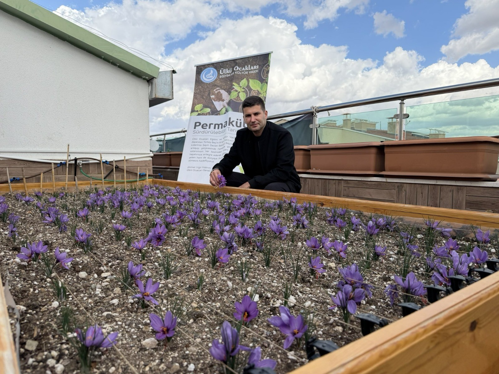 lkü Ocakları Genel Merkezi’nin Terasında Safran Hasadı!
