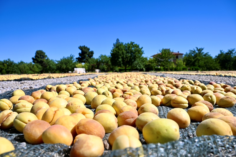 Malatya’da Kayısı Hasadı Başladı
