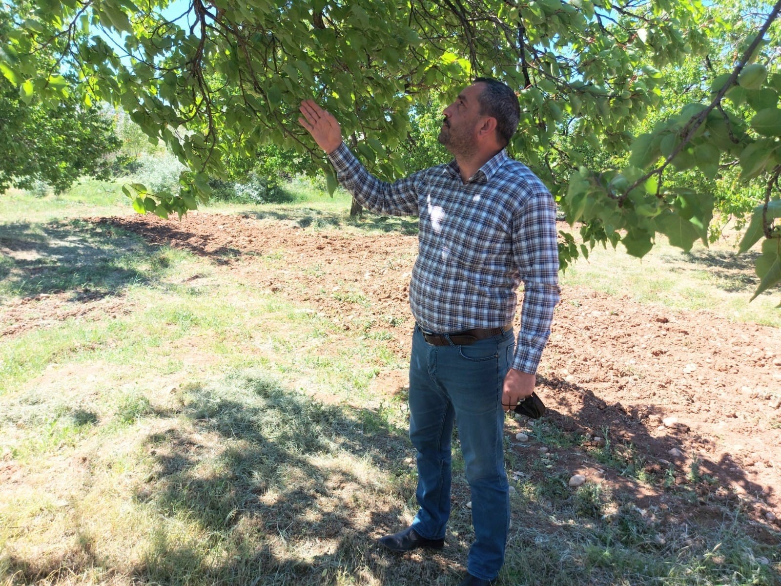 Malatya’da kayısıyı zirai don vurdu