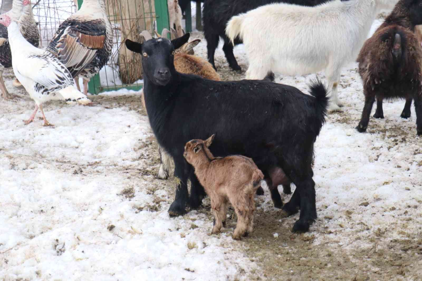 Malatya Hayvanat Bahçesi’ne yeni yavrular katıldı