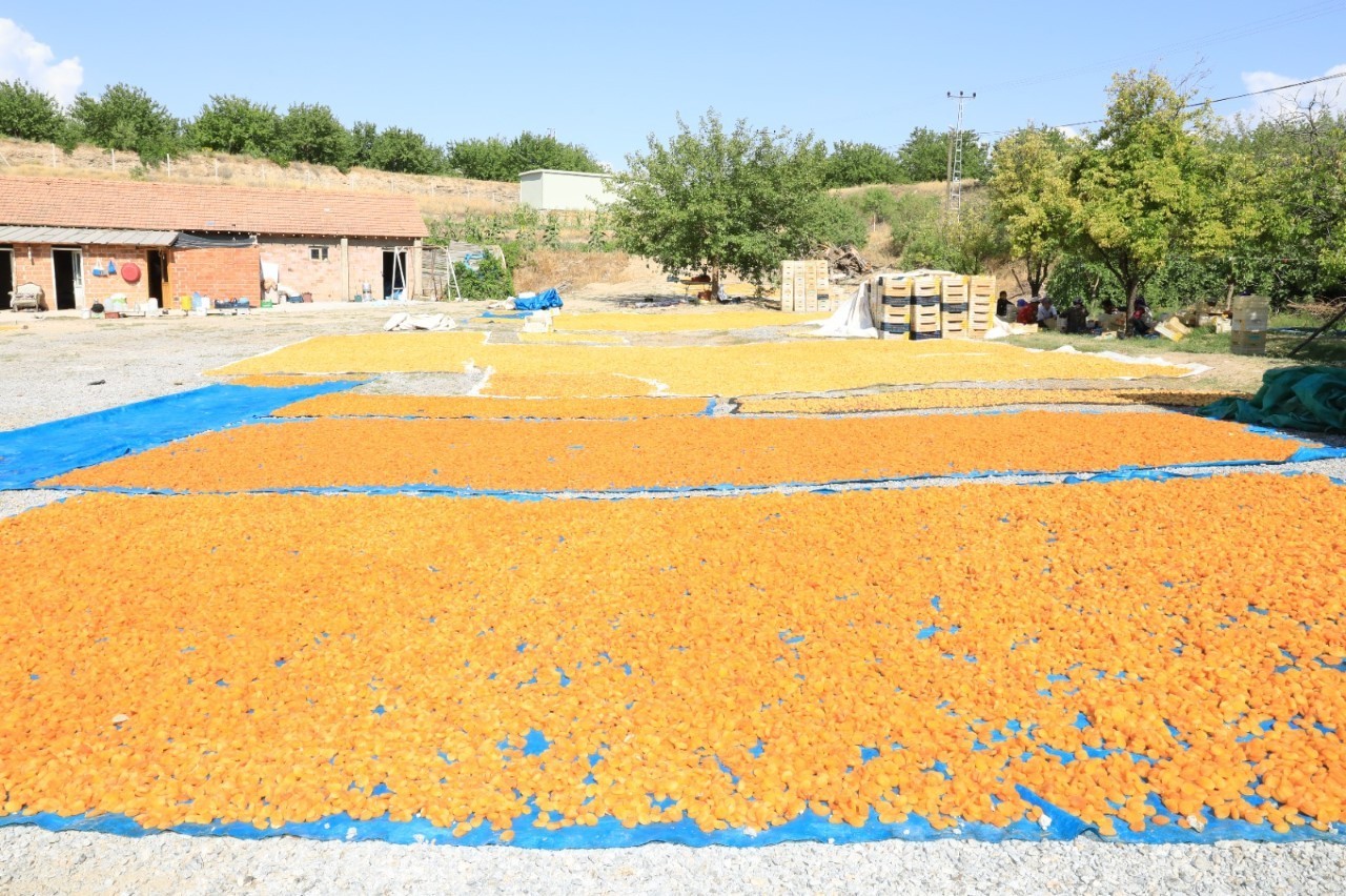 Malatya kayısısından 500 milyon Dolar gelir beklentisi