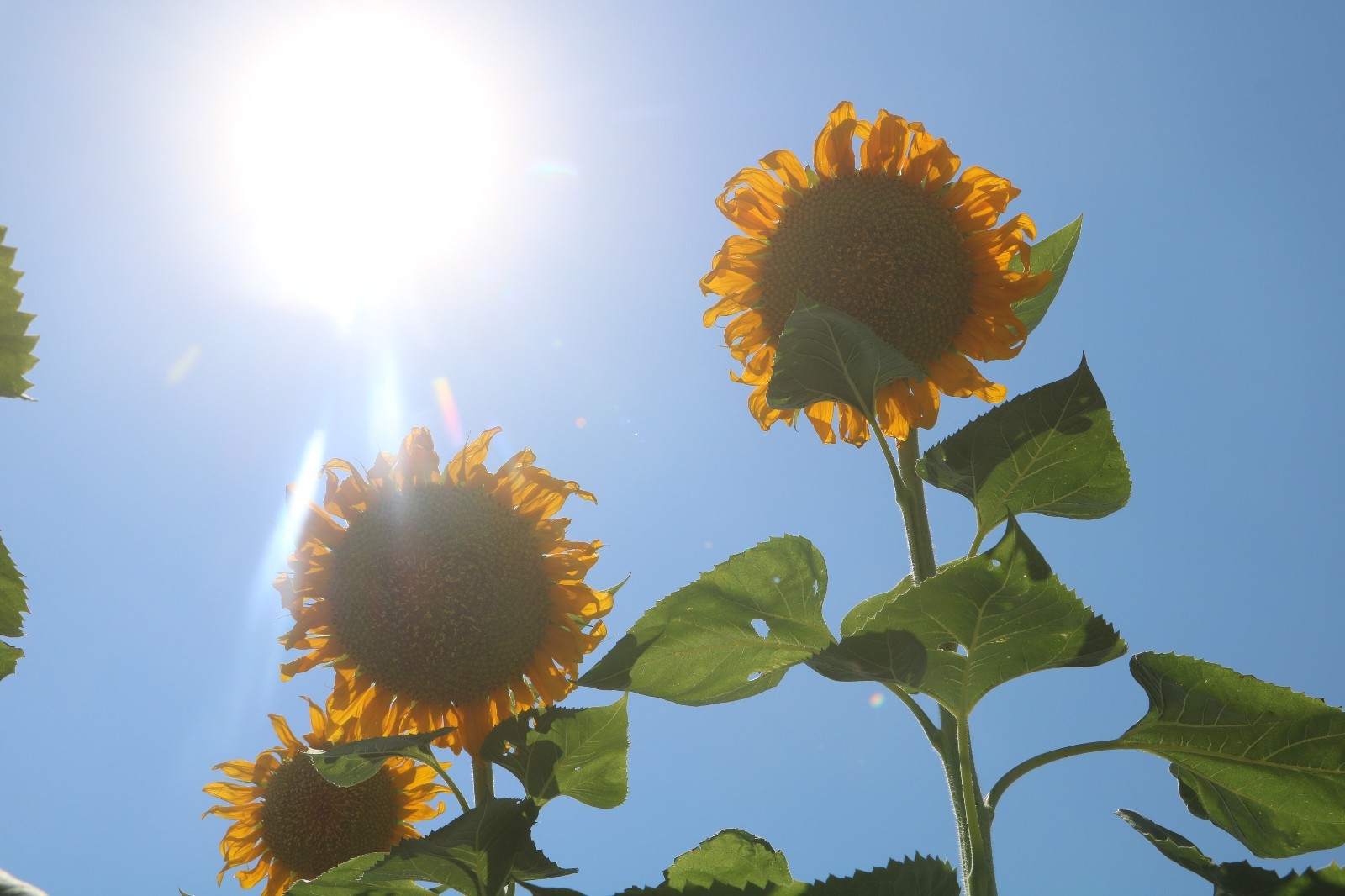 Malatya’yı sarıya bürüdü