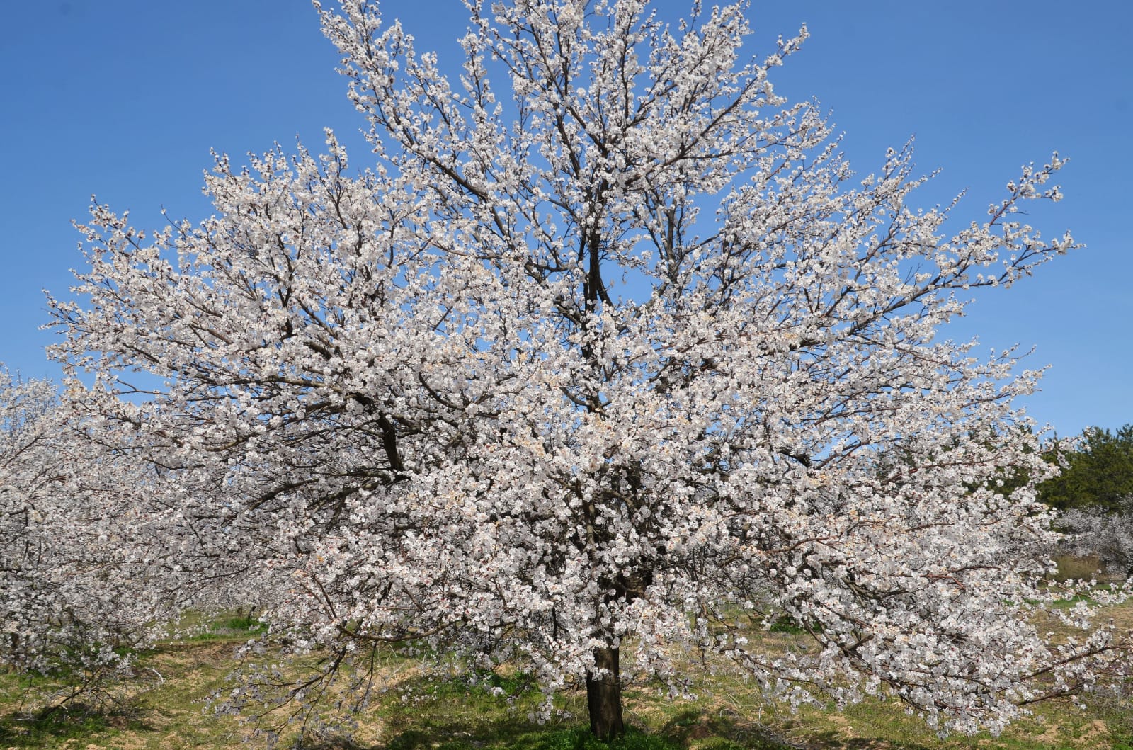 Meteorolojiden Don Uyarısı