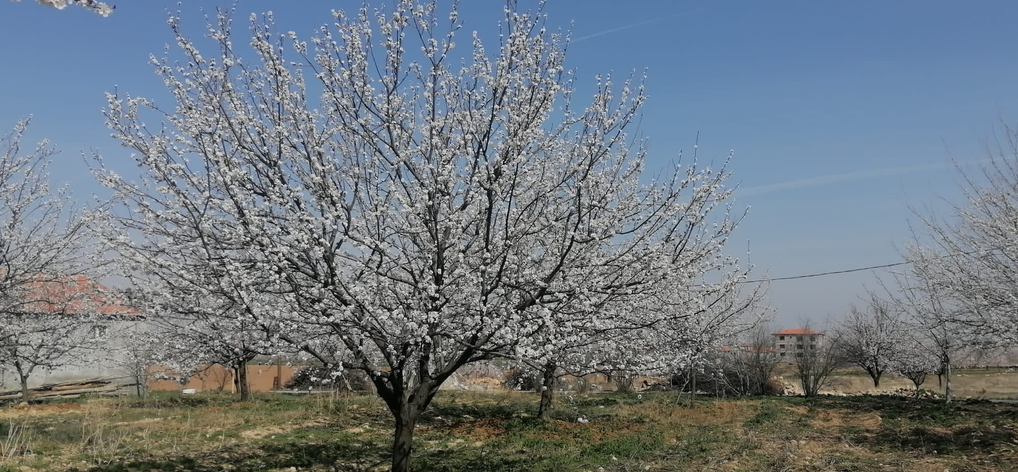 Meteorolojiden Kayısı Üreticilerine Don Uyarısı
