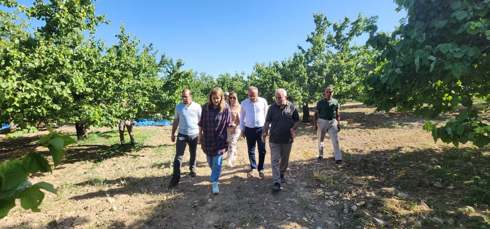 Milletvekili Ölmeztoprak Kiraz ve Kayısı Hasadına Katıldı