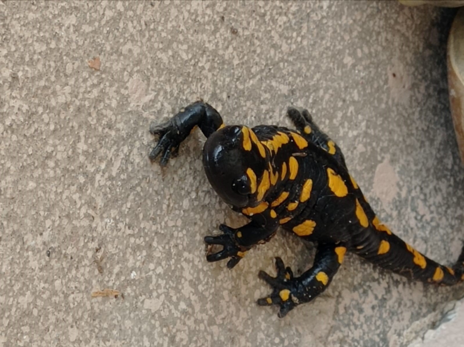 Plastik sandı canlı çıktı