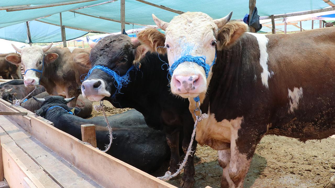 Satılamayan Kurbanlıkları Et ve Süt Kurumu Satın Alacak