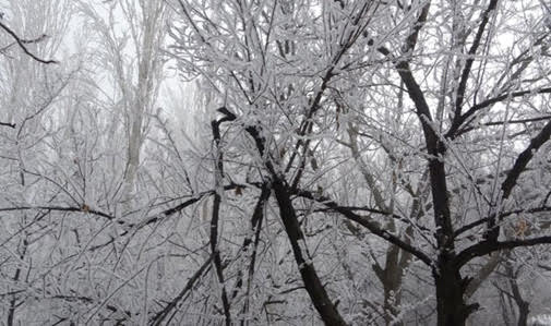 Sis Oluşumu ve Kayısı Yetiştiriciliği
