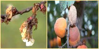 Tarım İl Müdürlüğünden Çiftçilere Monilya Uyarısı