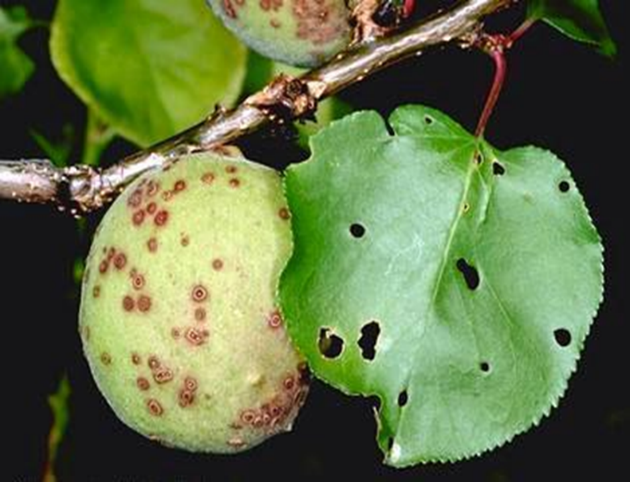 Tarım İl Müdürlüğünden Kayısıda Çil Uyarısı