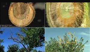 Tarım İl Müdürlüğünden Kuruma Uyarısı