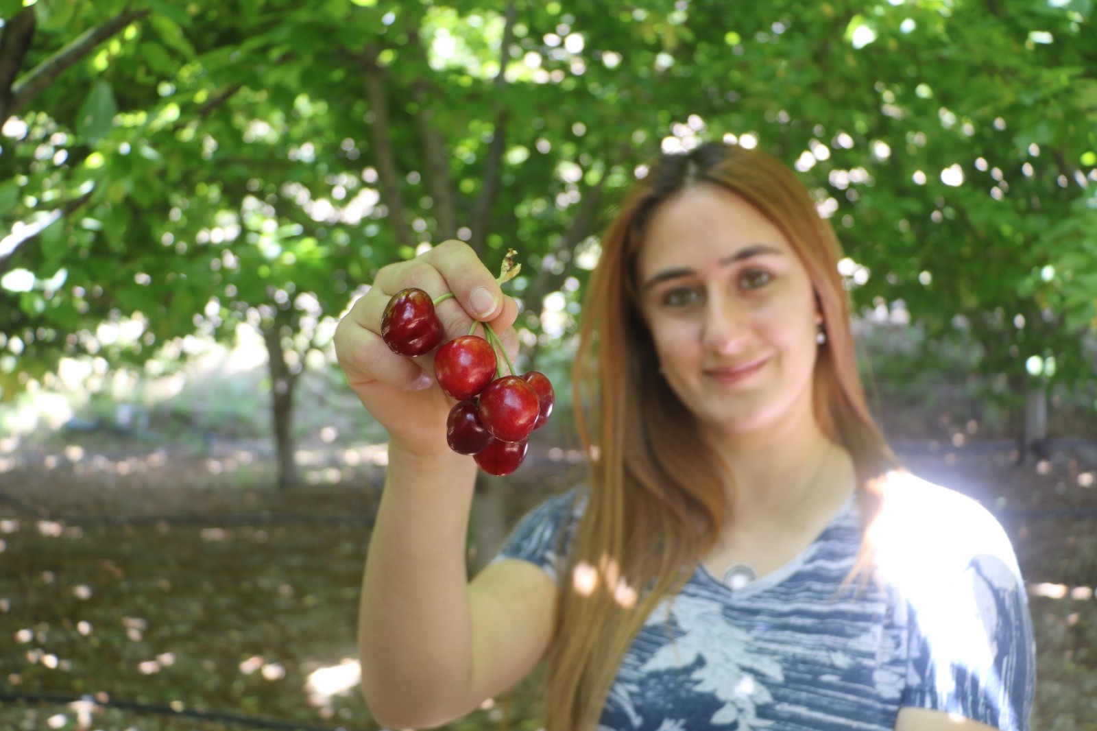 Tescilli dalbastı kirazında ürün kaybı