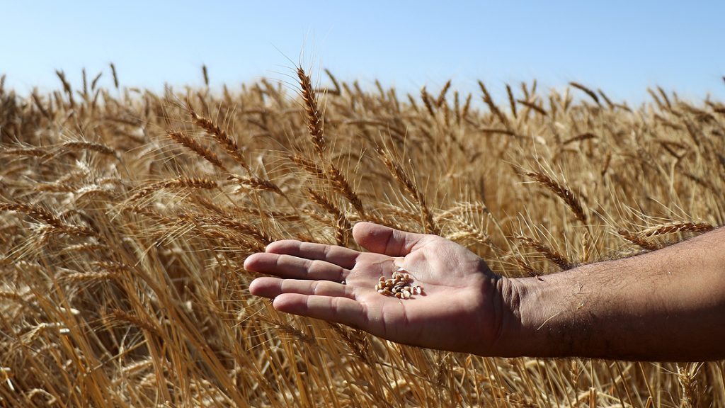 Türkiye'den 2023'te 12,4 milyar dolarlık hububat ve bakliyat ihracatı