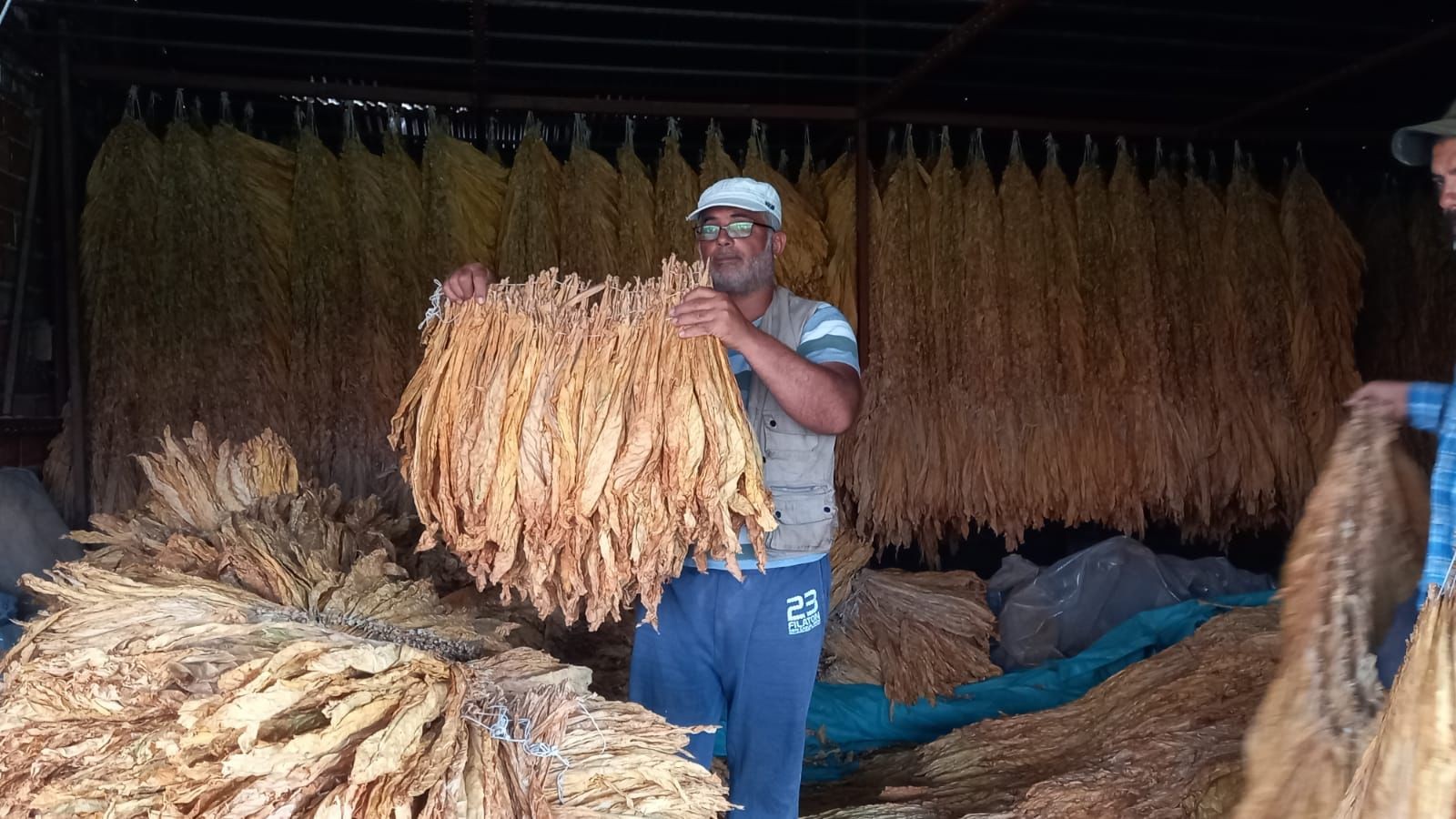 Tütün hasadı başladı