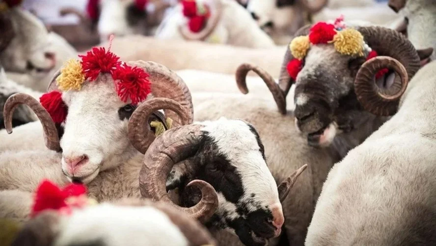 Vekaletle kurban kesim ücretleri açıklandı