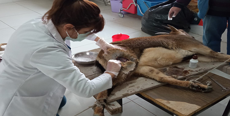 Yaralı halde bulunan yaban keçisi korumaya alındı