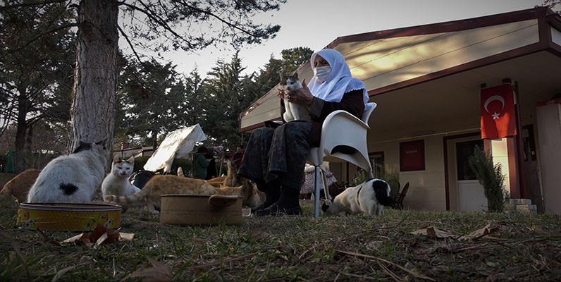 Zahide nine yıllardır kedilere annelik yapıyor