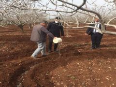 Antep Fıstığı’nda taban gübrelemesi zamanı