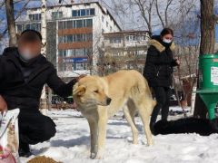 Ardahan’da sokak hayvanlarını besledi, yargılanmaktan kurtuldu!