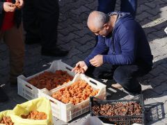 KAYISI İHRACATINDA GELİR DÜŞTÜ